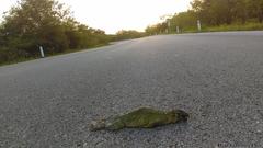 Ctenosaura similis similis