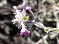 Stachys rugosa