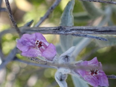 Stachys rugosa