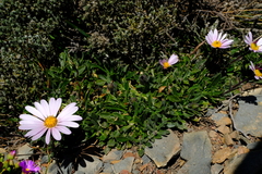Dimorphotheca montana