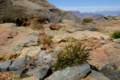 Pentameris rigidissima