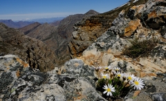 Polyarrhena imbricata