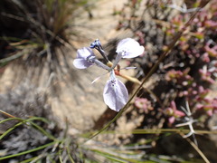 Moraea tripetala
