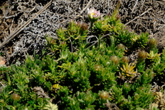 Polyarrhena imbricata