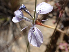 Moraea tripetala