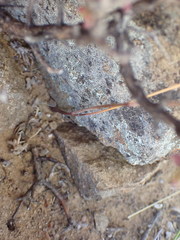 Moraea tripetala