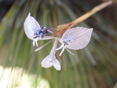 Moraea tripetala