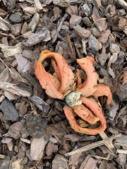 Clathrus