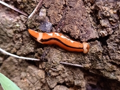 Bipalium interruptum