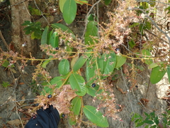 Hirtella glandulosa