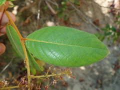 Hirtella glandulosa