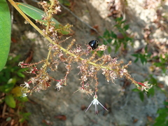 Hirtella glandulosa