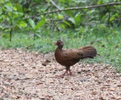 Galloperdix spadicea
