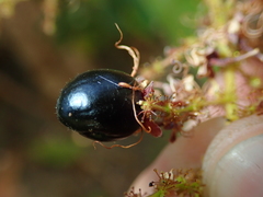 Hirtella glandulosa