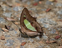 Polyura bharata