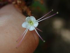 Hirtella glandulosa