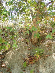 Hirtella glandulosa