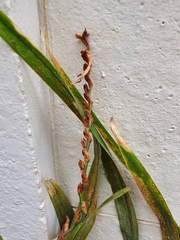 Uromyces kentaniensis