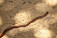Calliophis maculiceps