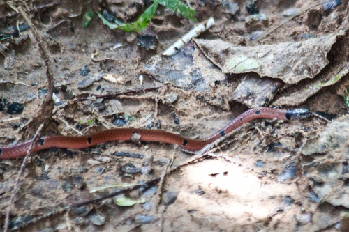 Speckled Coralsnake