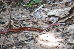 Calliophis maculiceps