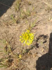 Lasiosiphon kraussianus