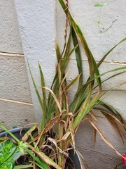 Uromyces kentaniensis