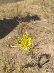 Lasiosiphon kraussianus