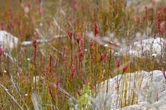 Struthiola macowanii