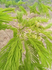 Albizia polyphylla image