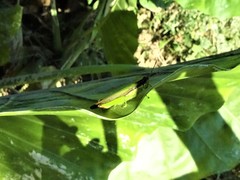 Gesonula punctifrons