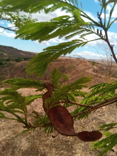 Albizia polyphylla image