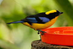 Anisognathus somptuosus