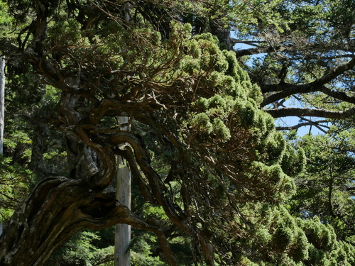 Image of Juniperus squamata by (c) Jacy Chen, some rights reserved (CC BY)