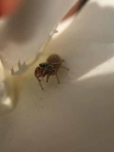 Photo of Buttonhook Leafbeetle Jumping Spider (Sassacus vitis)