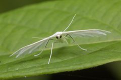 Pterophorus lacteipennis