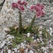 Sempervivum caucasicum - Photo (c) Вадим Пермин, alguns direitos reservados (CC BY-NC), uploaded by Вадим Пермин
