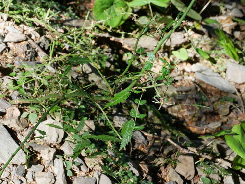 Image of Rubus pungens by (c) Jacy Chen, some rights reserved (CC BY)