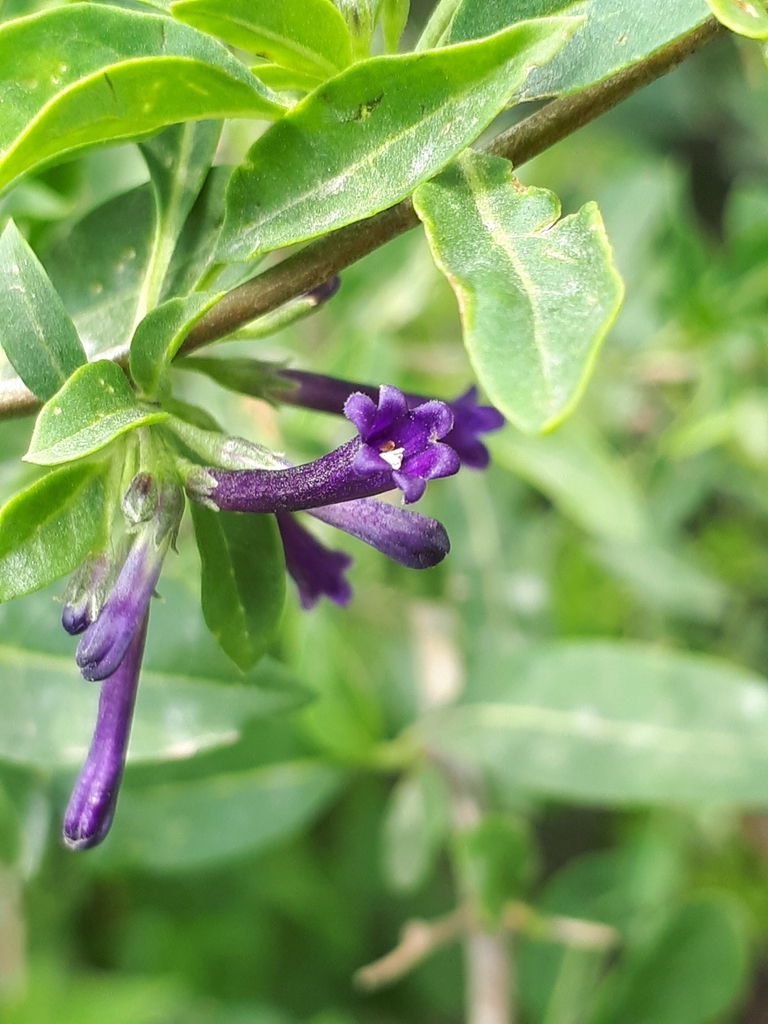 Herzog cestrum