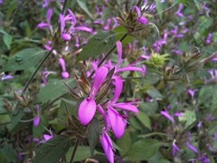 Dicliptera clinopodia