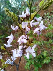 Millettia