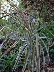 Dracaena reflexa angustifolia
