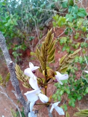 Millettia