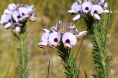 Gompholobium confertum