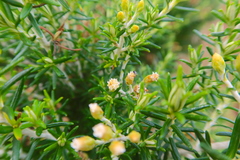 Ozothamnus turbinatus