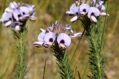 Gompholobium confertum