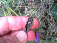 Dicliptera clinopodia