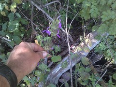 Dicliptera clinopodia