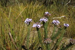 Gompholobium confertum