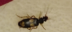 Macrocheilus